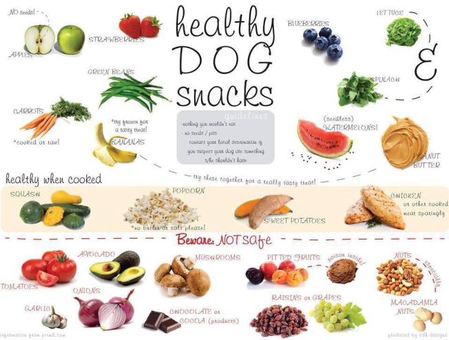 dog safe foods